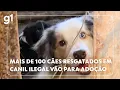 Download Lagu Jornal Hoje: Mais de 100 cães são resgatados em canil clandestino em Embu das Artes (SP) e vão a ONG