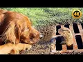 FUNNIEST Pets of 2025...So Far ๐ | BEST Animal Videos