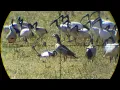 Download Lagu Duck Hunting With Air Gun (Airgun Hunting)