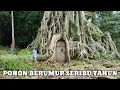 Lagu kuasa tuhan‼️pohon tertua di jawa timur berumur seribu tahun