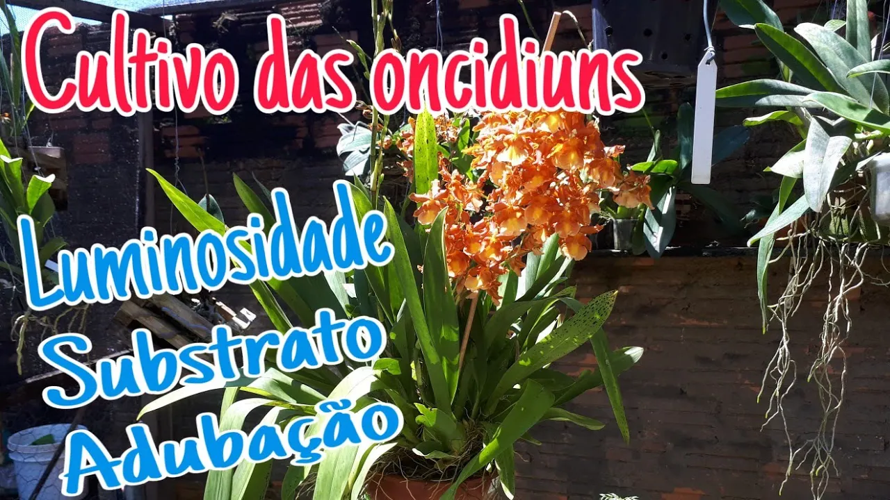 COMO CUIDAR DE ORQUÍDEAS ONCIDIUM...PARTE 1