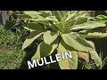 Building up my apothecary medicine cabinet Comfrey and Mullein harvest clean and dehydrate