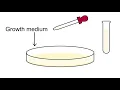 How do you count the Lactobacillus casei strain Shirota in Yakult