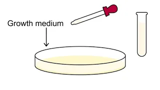 How do you count the Lactobacillus casei strain Shirota in Yakult