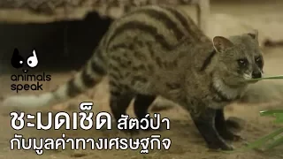 ชะมดเช็ดสัตว์ป่ากับมูลค่าทางเศรษฐกิจ  : Animals Speak [by Mahidol]