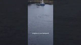 DOLPHINS in our backyard! #shorts #dolphins #drone