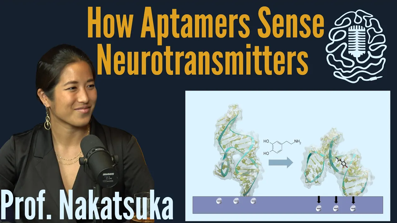 Aptamers Explained: DNA Biosensors for Neuropeptide Detection