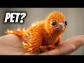 I Shouldn t Have Raised a Phoenix