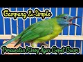 Download Lagu Perawatan Cucak Kinoi Agar Gacor || Mudah dan simple