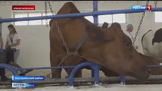В Омской области выберут лучшего ветеринара