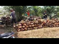 Download Lagu PANEN BUAH SAWIT TOPAZ  200 BATANG USIA 2 TAHUN 9 BULAN