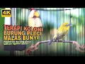 Lagu TERAPI KOLONI BURUNG PLECI MALAS BUNYI | MASTERAN PLECI BAHAN AUTO GACOR BERJAMAAH