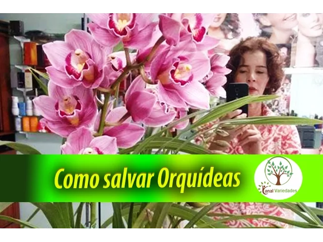COMO SALVAR UMA ORQUÍDEA NO VASO