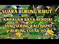 Download Lagu suara burung ribut kombinasi kutilang mas dan cucak ijo mini suara ampuh