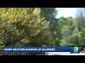 Warm weather brings early start to allergy season in Sacramento area
