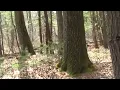 Bay Circuit Trail: Sharon MA Beaver Brook Part 3.