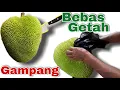 Download Lagu [Dutch Sub] Hoe de juiste jackfruit te schillen?