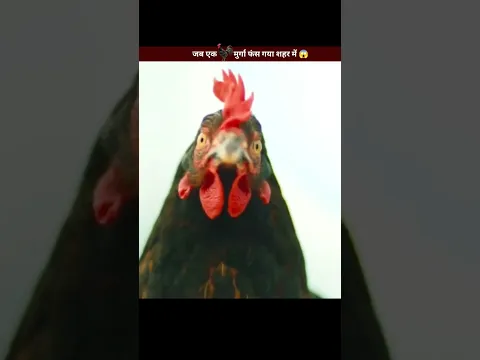 जब 🐓 एक मुर्गा फस गया शहर में 😱 #shorts