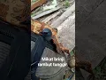 Download Lagu keseruan mikat burung di dalam hutan..poin burung masteran brinji rambut tunggir