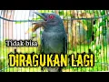 Download Lagu srigunting abu abu gacor AMPUH buat PANCINGAN srigunting abu biar bunyi | burung srigunting gacor 