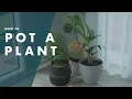 How To Pot A Plant - Bunnings Warehouse