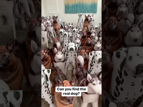 Can you find the real dog?