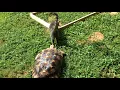 Tortoise Chases Cat - 977359-7