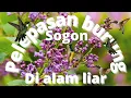 Download Lagu Pelepasan burung sogon di alam liar  // rilis burung