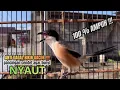 Download Lagu burung cendet gacor MATERI MEWAH AMPUH,, PANCINGAN CENDET AGAR BUNYI bikin BURUNG PENTET GACOR NYAUT