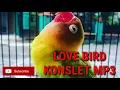 Download Lagu MASTERAN LOVEBIRD KONSLET