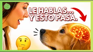 HABLAS con tu PERRO todos los días… ESTO es lo que PASA