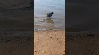 نوع من دجاج الماء الجميل 