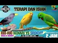 Download Lagu TERAPI DAN ISIAN.!!! SUARA BURUNG rio-rio GACOR | kenari YS GAcor | srinditG Gacor isian murai batu