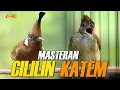 Lagu MASTERAN CILILIN X KAPAS TEMBAK | SUPER GURIH