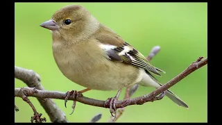 Best Common Chaffinch Sound For Hunting أفضل صوت صلنج للصيد 