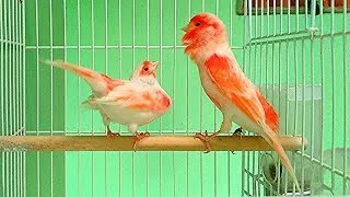 Download تغريد طائر كناري هائج يجبر أنثى الكناري على إتخاذ وضعية التلقيح | canary singing training MP3
