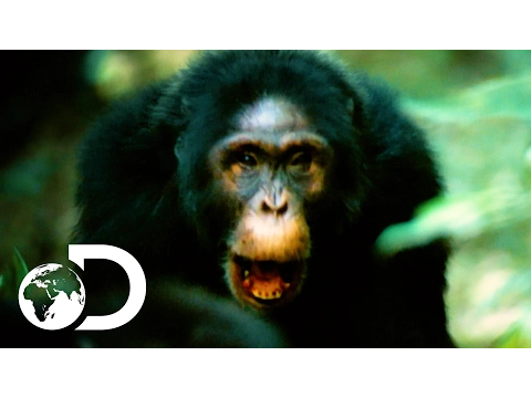 NEW | Rise of the Warrior Apes