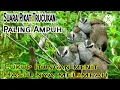 Download Lagu Suara Pikat Burung Trucukan VS Burung Prenjak Anakan||Dijamin Ampuh 100%||Anti Zonk||Suara Jernih