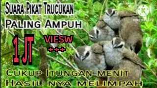 suara pikat burung trucukan vs burung prenjak anakan dijamin ampuh 100 anti zonk suara jernih 