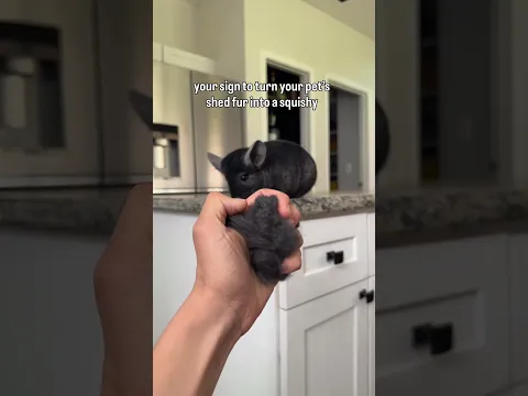 It’s like a soft fluffy squishy 🤤 #chinchilla #fur #asmr #squishy