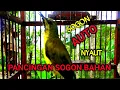Download Lagu Pancingan sogon bahan ombyokan
