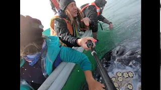 A WHALE SNEEZED IN MY FACE