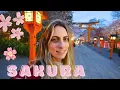 Download Lagu Kyoto’s Best Cherry Blossom Spots 🌸