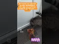 Download Lagu 😹🫶🐯 #cat #felix #voorjou #dc #funny #reactie #catvideo
