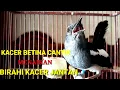 Kacer betina birahi memanggil jantan...pancingan kacer jantan bahan kurang birahi