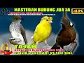 Download Lagu MASTERAN MURAI GACOR TAJAM _ Cililin vs Kenari vs Siri Siri Gacor Jernih _ 2022