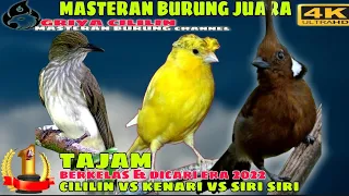 masteran murai gacor tajam cililin vs kenari vs siri siri gacor jernih 2022