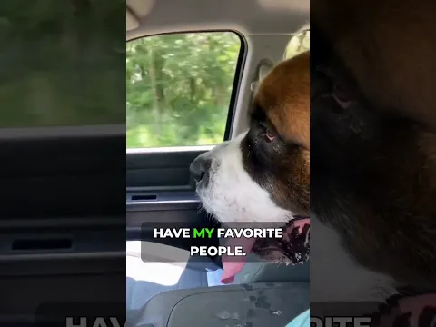 Wherever My Favorite People Are ❤️🐶 #Shorts #saintbernard #cute