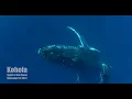 Kohola Spirit of the Ocean by Stella Sung Film by Annie Crawley Features Humpback Whales