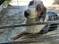Stray Aussie Shepherd Comes To Man s House Daily For Food